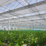 گلخانه های شیشه ای ونلو