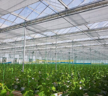 گلخانه های شیشه ای ونلو