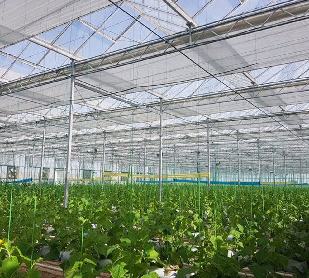 گلخانه های شیشه ای ونلو