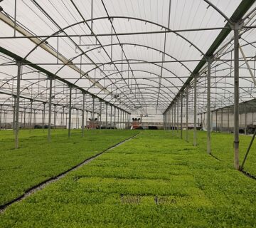 راه‌اندازی گلخانه شیشه‌ای