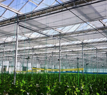 گلخانه های شیشه ای ونلو