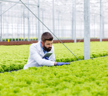 کشت کنترل شده